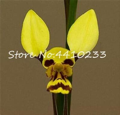 80 Pcsunique Black Cymbidium Faberi Flower Seeds flowermonkey Face ...