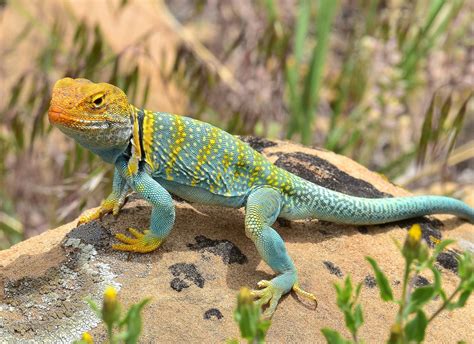 Rezultat imagine pentru Collared Lizard