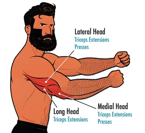 The Best Long Head Triceps Exercises – Outlift