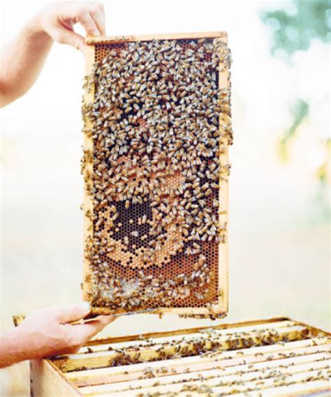 Image result for Beekeeping Tutorial