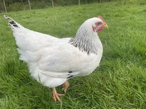Light Sussex Chickens For Sale at Moonridge Farm Devon