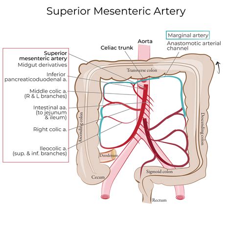 Gross Anatomy: Abdominal Aorta - Posterior Abdominal Wall | ditki medical & biological sciences
