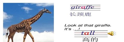 长颈鹿用英语怎么说,美语,原名(第2页)_大山谷图库