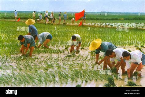 Neolithic Revolution 的图像结果