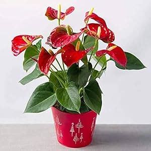 Chitra Garden Red Anthurium Live Plant Painter's Palette 'PUNE VARIETY ...