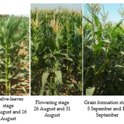 Silage Sampling Core 的图像结果