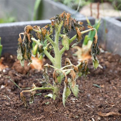 Beyond The Frost: How Plants Cope With Low Temperature
