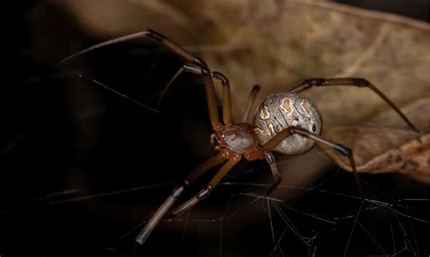 Top 10 Most Poisonous Spiders