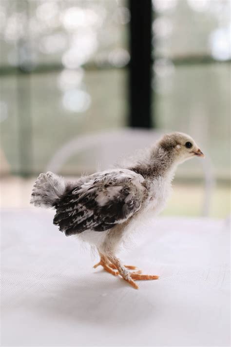 5 Things to Know about 2 Week Old Chicks - The Ginger Home