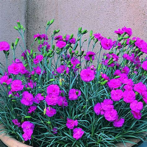 Dianthus Tickled Pink Carnation Pink Hardy Perennial | Ubuy India