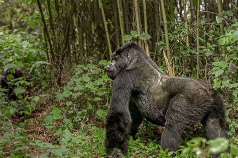 Worlds Largest Silverback Gorilla