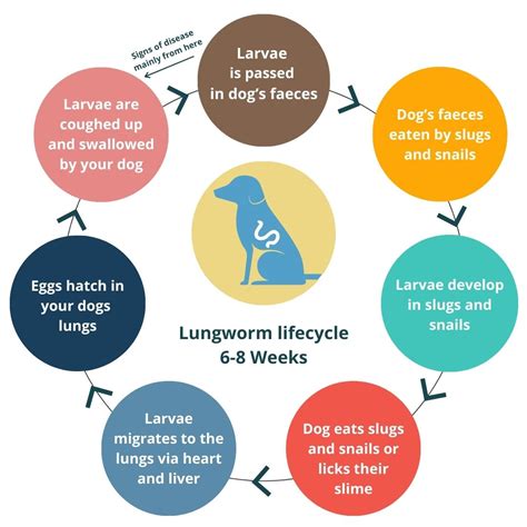 Lungworm Test Kit for Dogs – Worm Counts for Dogs