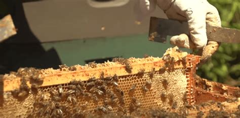 Image result for Lesson 26 Code.org Loops with Bee