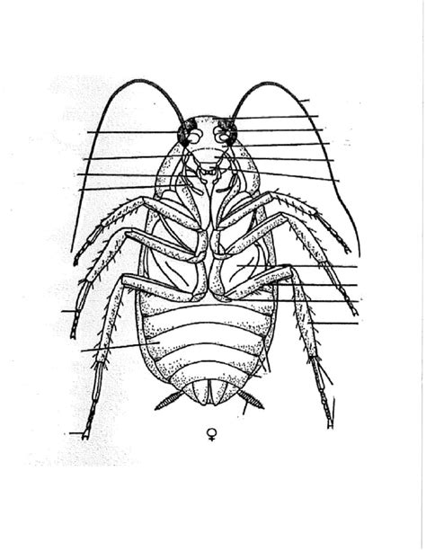 Cockroach Dissection Diagram 的图像结果