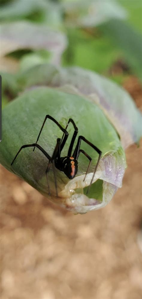 Latrodectus variolus (Northern Black Widow) in West Greenwich, Rhode ...