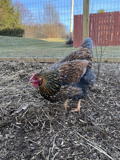 Is this a blue laced red wyandotte or a gold laced wyandotte? : r ...