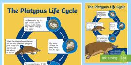 What is a Platypus? – Platypus Facts for Kids – Twinkl