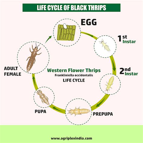 Thrips-Free Harvest: Proven Methods for Managing Black Thrips in Chill ...