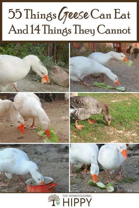 55 Things Geese Can Eat and 14 Things They Cannot