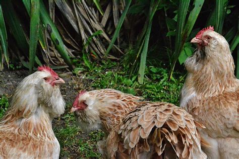 Image result for Java Chicken Facts