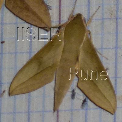 Ramana Athreya @ IISER-Pune : Sphingid Species Notes