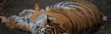 Download wallpaper nature, pose, animal, predator, beast, cub, tiger ...