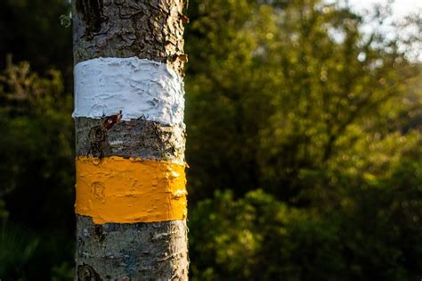 Sumatran rubber Images - Free Download on Freepik