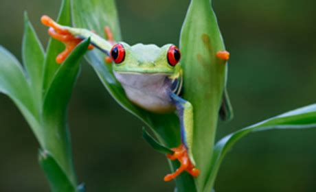 Animal behaviour