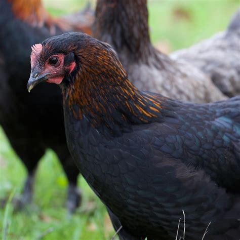 French Black Copper Marans (Alchemist Line) - Alchemist Farm