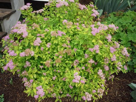 Types Of Spirea Plants at Donald Peterson blog
