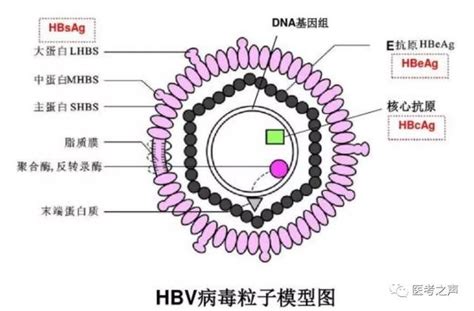 HBV病毒_百度百科