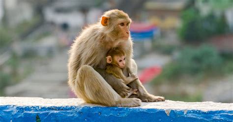 Image result for Animal Testing Controversy