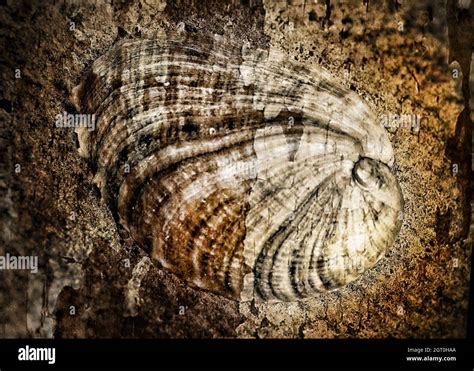 Image result for Ancient Shell Sea Creature