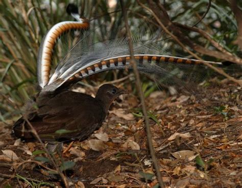 澳洲琴鸟资料，雀形目鸟类（尾羽形似竖琴） — 探灵网