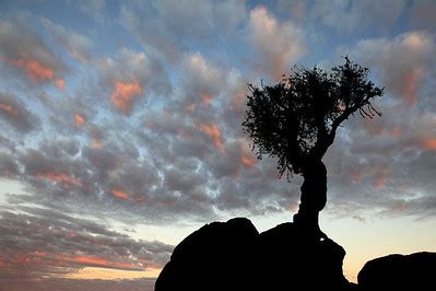 Image result for Two Spirit Tree