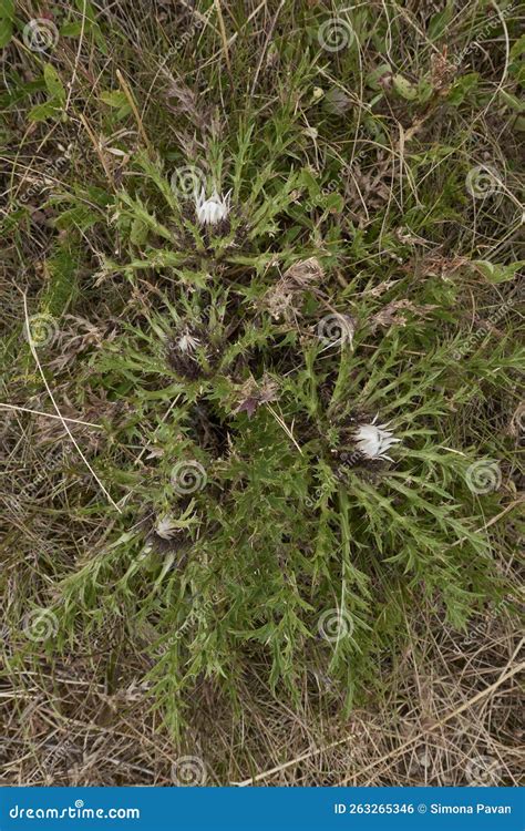 Carlina Acaulis Plant in Bloom Stock Photo - Image of environment, prickly: 263265346 - genus of mediterranean plants with spiny leaves