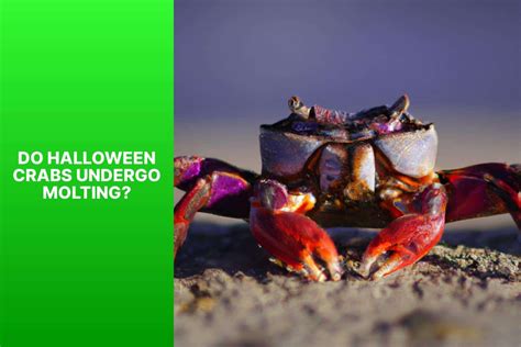 Understanding Halloween Crab Molting: A Comprehensive Guide