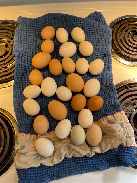 Freeloaders are finally starting to pay rent. Lots of starter eggs, but ...