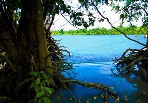 Gangamati Reserve Forest 1