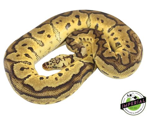 Image result for Fancy Ball Python