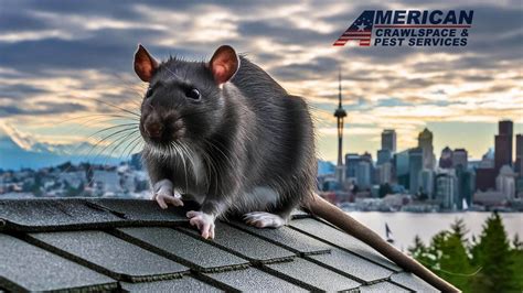 Rodent Entry Points 的图像结果