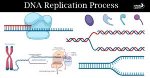Image result for DNA Replication Explained