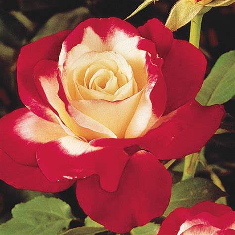 M-Tech Gardens Rare Hybrid Rose " Variety : 7" Exotic 20 Seeds for ...