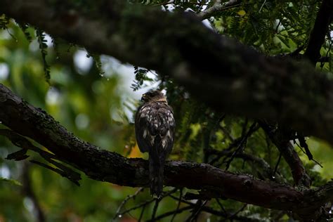 BIRDING IN SUNDARBAN | BIRD WATCHING AT SUNDARBAN | Sundarban Vives