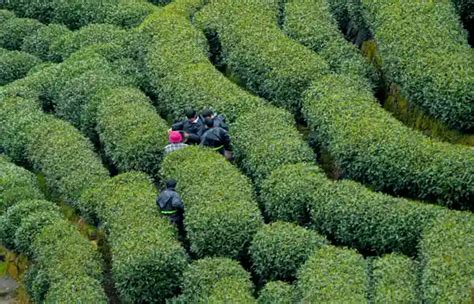 Chinese People Culture 的图像结果