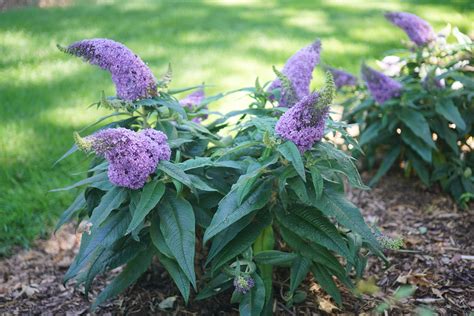 Pugster® Amethyst Butterfly Bush | ButterflyBushes.com