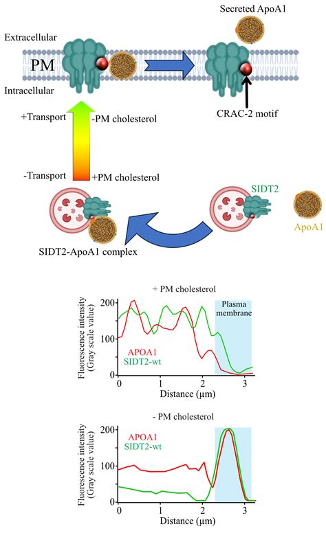 SIDT2 Associates with Apolipoprotein A1 (ApoA1) and Facilitates ApoA1 ...