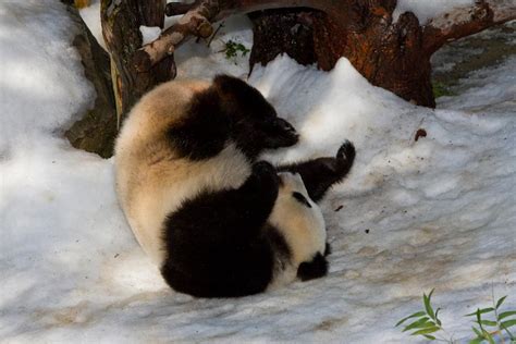 小熊猫到底是熊还是猫？为何因为大熊猫的原因，他们差点儿灭绝了_腾讯新闻