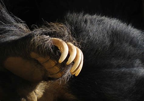 Discover 12 Animals That Prowl Atop Maryland's Tallest Mountain - A-Z Animals