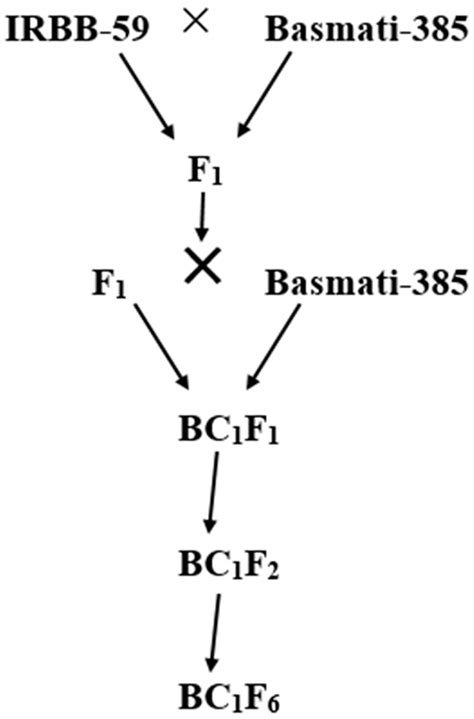 Pyramiding of Four Broad Spectrum Bacterial Blight Resistance Genes in ...